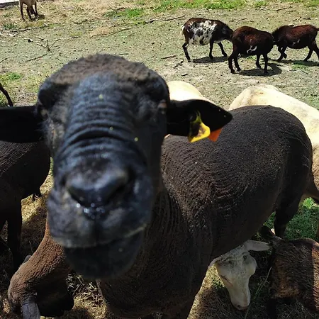 Granja * אנטוגויה דה באלייה